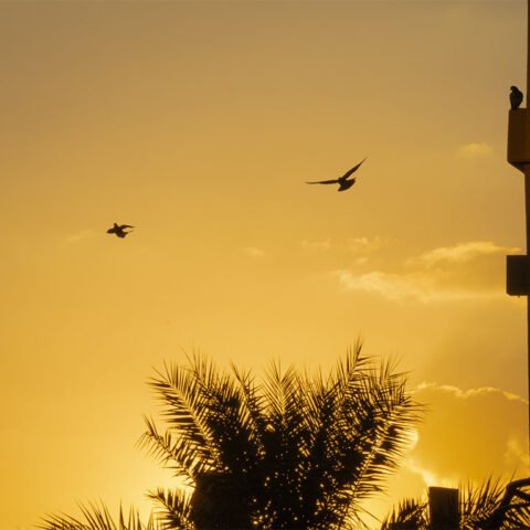 Golden Hour in Dubai