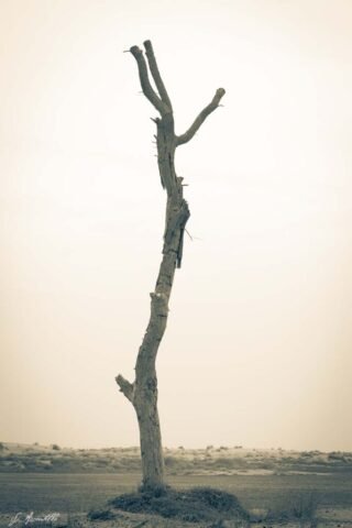 Desert Resilience, Expo Lake Dubai