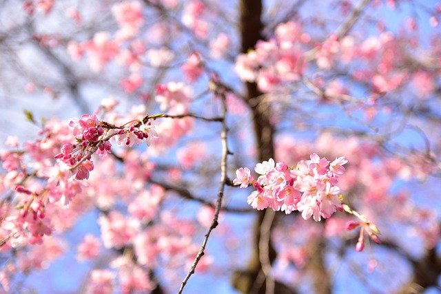 Japan Sample Image